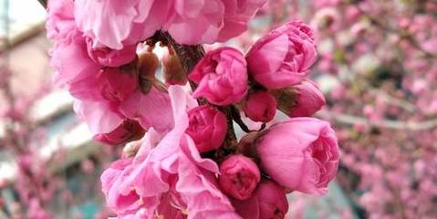 河北地接邯鄲大寨西柏坡白洋淀狼牙山清西陵野三坡趙州橋正定9日