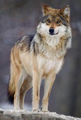 蒙古狼在野三坡出沒 驚險刺激的美女與狼共舞