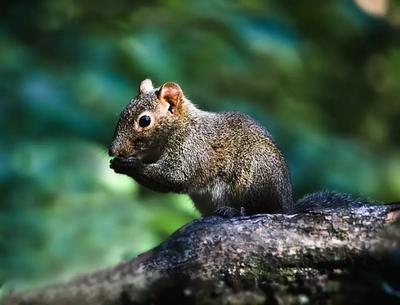 保定野三坡靜待夏花開,持續落實森林防火、疫情防控等重點工作