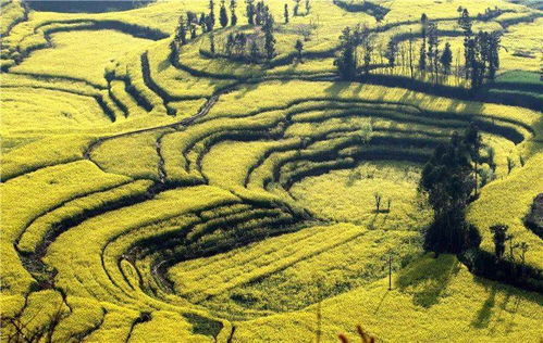 云南人,爆款長卷 云嶺錦繡圖 里的50個細節,都與你有關