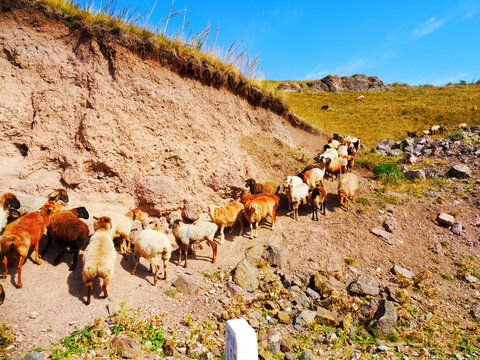 進口巴西堅果巴西松子圖片素材下載 食品餐飲素材下的點心零食圖片素材 匯圖網