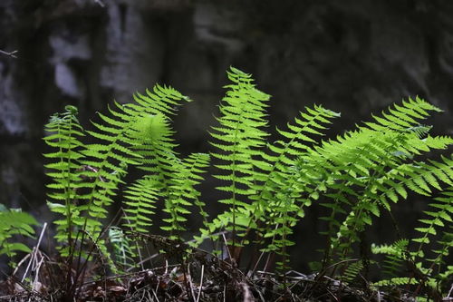 精品線路 138 野三坡來了批 秘密訪客 ,還受國家保護(hù)